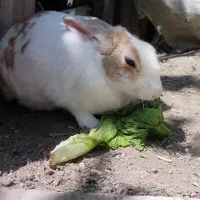 خرگوش گوگولی