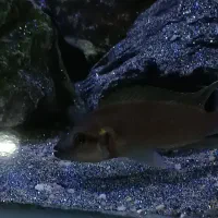 چند عدد ماهی آکواریومی