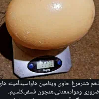 کهره بره گوسفندگاوگوساله میش بوقلمون|حیوانات مزرعه|یاسوج, |دیوار