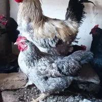 مرغ مرندی وخروس محلی امروک
