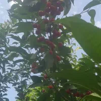 البالو فرنگی ۱۷۰