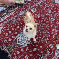 . سگ خوشکل و شیطون باهوش