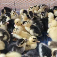 جوجه اردک  محلی  و جوجه مرغ|حیوانات مزرعه|رشت, باهنر|دیوار