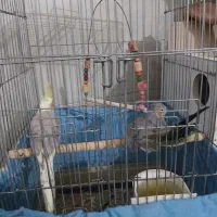 عروس هلندی نر وماده