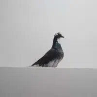 کبوتر