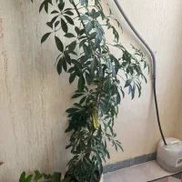 گل خانه