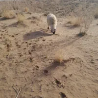 میش زایده|حیوانات مزرعه|زیرکوه, |دیوار