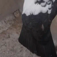 کبوتر ماده دمسیاه|پرنده|بهبهان, |دیوار