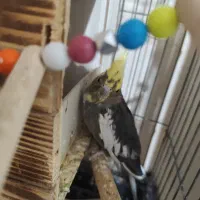 سه عدد عروس هلندی زیبا|پرنده|تهران, اتابک|دیوار