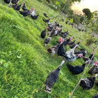 تخم بوقلمون نطفه دار تازه(۸۵ درصد تضمین نطفه)