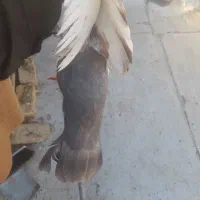 کبوتر نر سینه ای|پرنده|شیراز, شهرک قمشه|دیوار