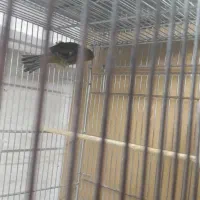 قناری و سهره|پرنده|اسلامشهر, شهرک مهدیه|دیوار