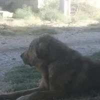 سگ پژدر نر|سگ|شاهین دژ, |دیوار