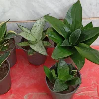 فروش گل طبیعی