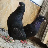 کبوتر زاغ اصیل درجه یک چشم نوک سفید