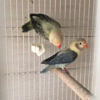 کوتوله پاربلواپلاین آیوینگ وکوتوله نراوپال والبینو