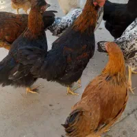 جوجه خروس و مرغ نژاد دار|حیوانات مزرعه|سیرجان, |دیوار