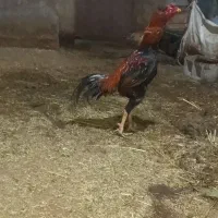 جوجه خروس لاری ۵ماهه از بهترین نژاد|حیوانات مزرعه|شاهین دژ, |دیوار