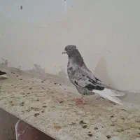 کبوتر|پرنده|رامشیر, |دیوار