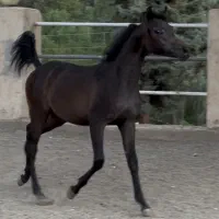 کره نریان عرب ۲سر وارداتی (نوه ی مروان الشقب)|اسب و تجهیزات اسب‌سواری|تهران, چیتگر شمالی|دیوار