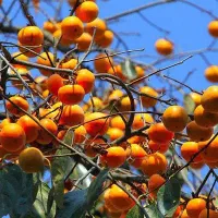 نهال خرمالو وگردو چندلر|خدمات باغبانی و درختکاری|هشترود, |دیوار