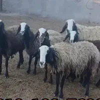 ۵ راس میش اصیل شال