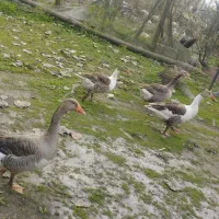 غاز تخم گزار|حیوانات مزرعه|آستانه اشرفیه, |دیوار