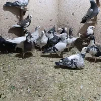 تعدادی پلاکی هوایی همه خوب|پرنده|مرودشت, کوشک|دیوار