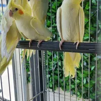 جشنواره طوطی عروس هلندی