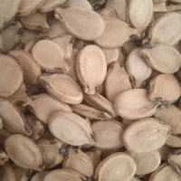 تخمه هندوانه|خوردنی و آشامیدنی|محمدبار, |دیوار