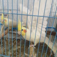 عروس هلندی لوتینیو|پرنده|سوسنگرد, |دیوار