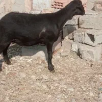 گوسفند خوش هیکل بفرس میرسد