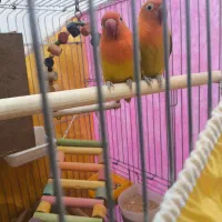 طوطی‌ کوتوله برزیلی