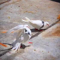 طوقی