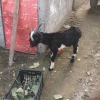 بزغاله بز ترکمن قوچ نر|حیوانات مزرعه|دابودشت, |دیوار