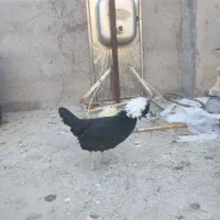 خروس ومرغ سلطان و لهستانی|حیوانات مزرعه|ماکو, |دیوار