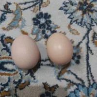 تخم مرغ محلی