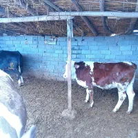 یک راس ترسه جنس دار