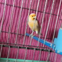 قناری ماده مزایکی|پرنده|برخوار, |دیوار