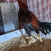 دو عدد خروس لاری