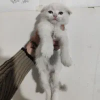 بچه گربه اسکاتیش سیامی