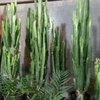 گل آپارتمانی یا گل خانه افروربیا|گل و گیاه طبیعی|زنجان, |دیوار