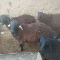 بره های نر چاق ،وزن مختلف|حیوانات مزرعه|ساوه, |دیوار