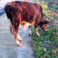 گوساله نر محلی