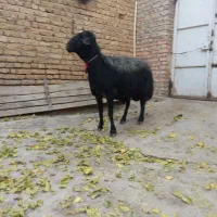 فروش قوچ سیاه اصیل|حیوانات مزرعه|صوفیان, |دیوار