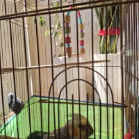 عروس هلندی نر۷ماهه