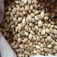 پسته|خوردنی و آشامیدنی|مشهد, چهنو|دیوار