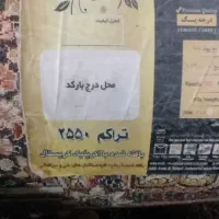 فرش ۱۲ متری|فرش|زاهدان, |دیوار