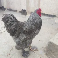 تخم مرغ برهما کوکو