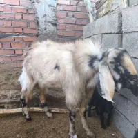 کره نر|حیوانات مزرعه|ماهان, |دیوار